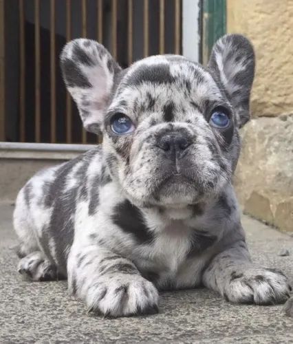 Criadero de Perros Rionegro Bulldog Francés