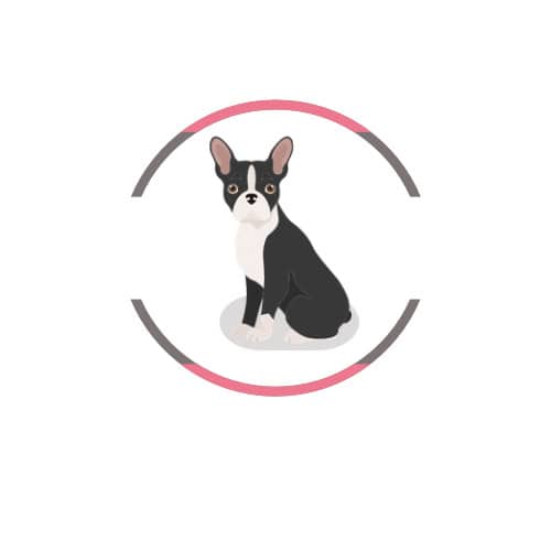 Boston Terrier Mascotas Rionegro
