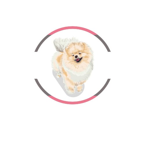 Pomerania Mascotas Rionegro