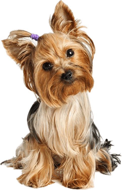 Criadero de Perros Yorkshire Terrier Rionegro