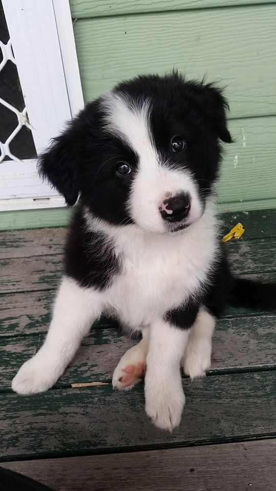 Criadero De Perros Border Collie RionegroCriadero De Perros Border Collie Rionegro