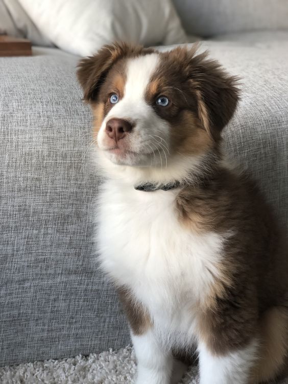 Criadero De Perros Border Collie Rionegro