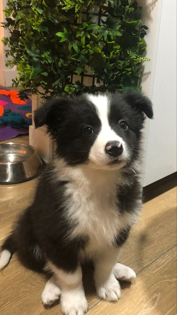 Criadero De Perros Border Collie Rionegro