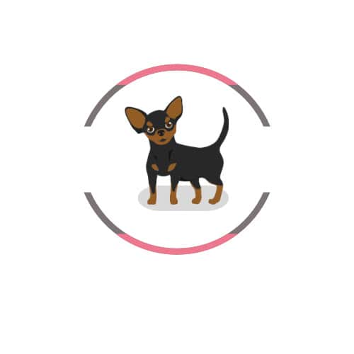Pincher Mascotas Rionegro