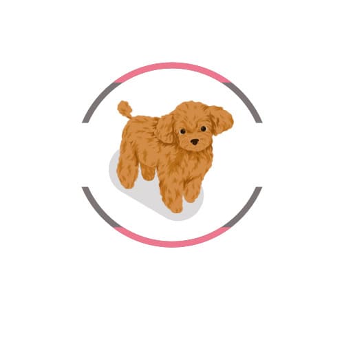 Poodle Mascotas Rionegro