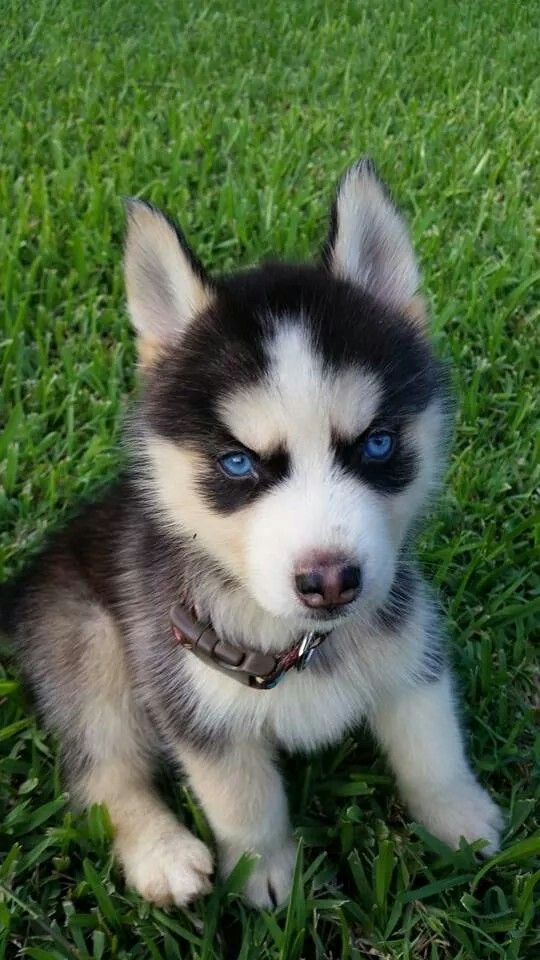 Criadero de Perros Husky Siberiano Rionegro