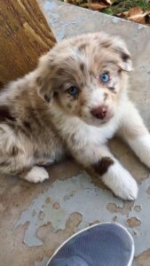 Criadero de perros Pastor Ovejero Australiano