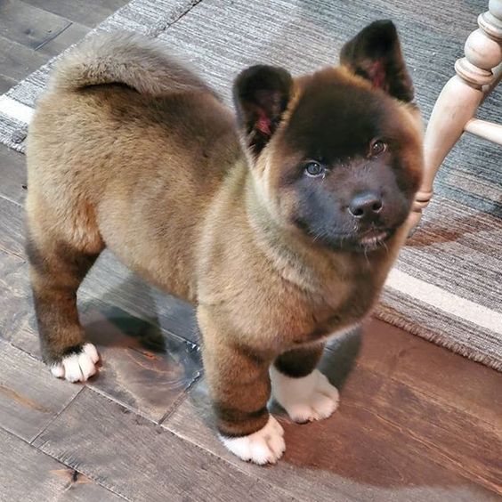 Criadero de Perros Akita en Rionegro