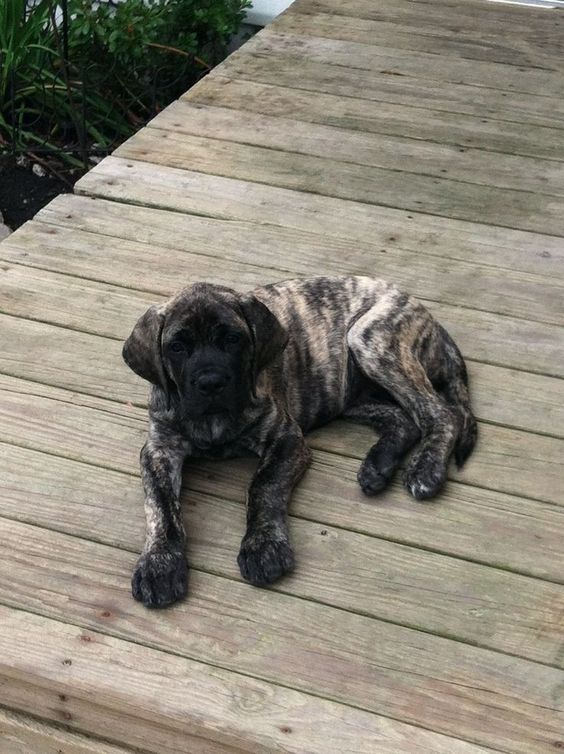 Criadero de Perros Fila Brasileiro en Rionegro