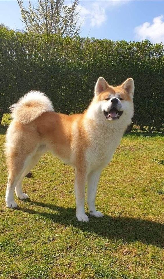 Criadero de Perros Akita en Rionegro