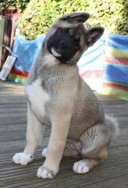 Criadero de Perros Akita en Rionegro