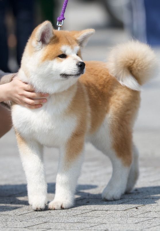 Criadero de Perros Akita en Rionegro