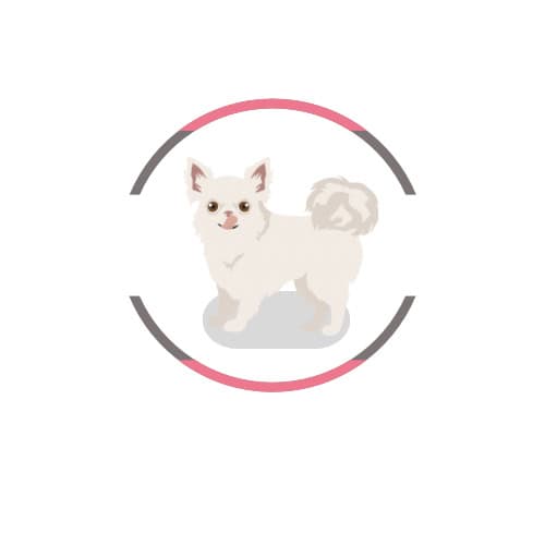 Chihuahua Mascotas Rionegro