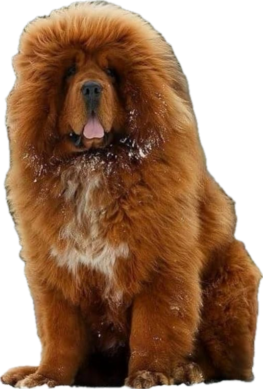 Criadero de Perros Chow Chow Rionegro