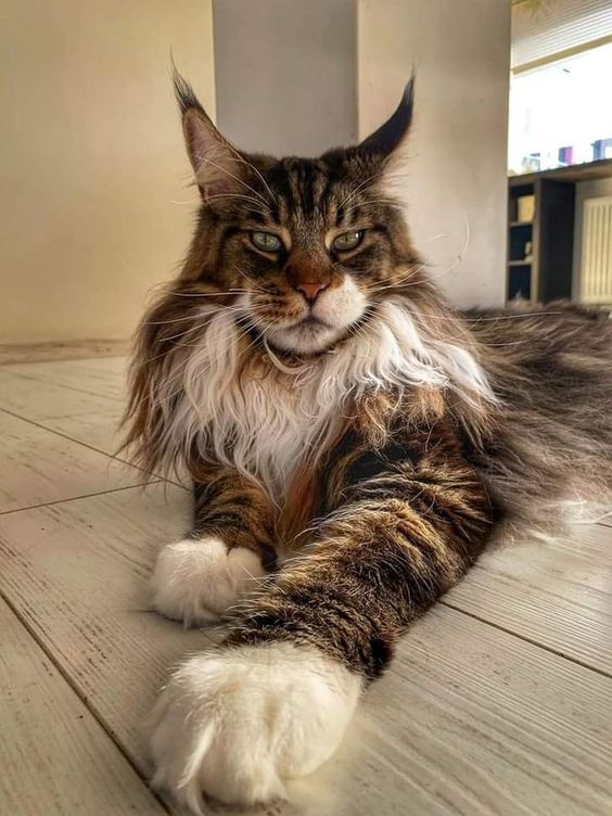 Criadero de Gatos Maine Coon