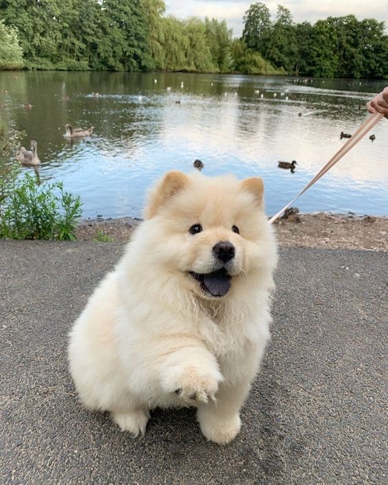 Criadero de Perros Chow Chow Rionegro