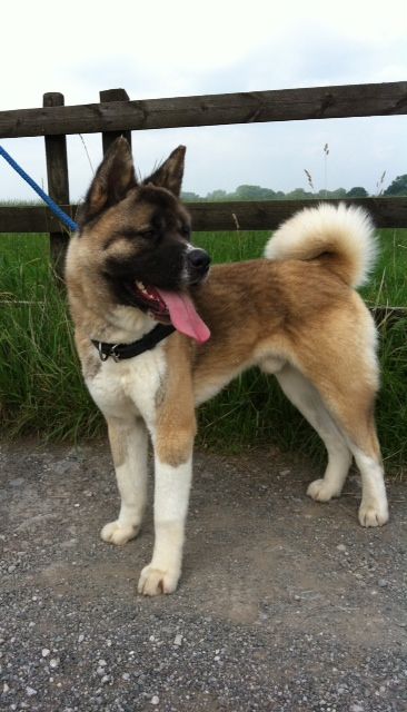 Criadero de Perros Akita en Rionegro