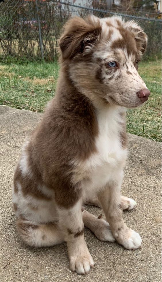 Criadero de perros Pastor Ovejero Australiano