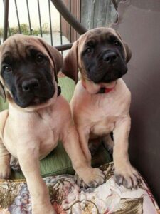 Criadero de Perros Fila Brasileiro en Rionegro