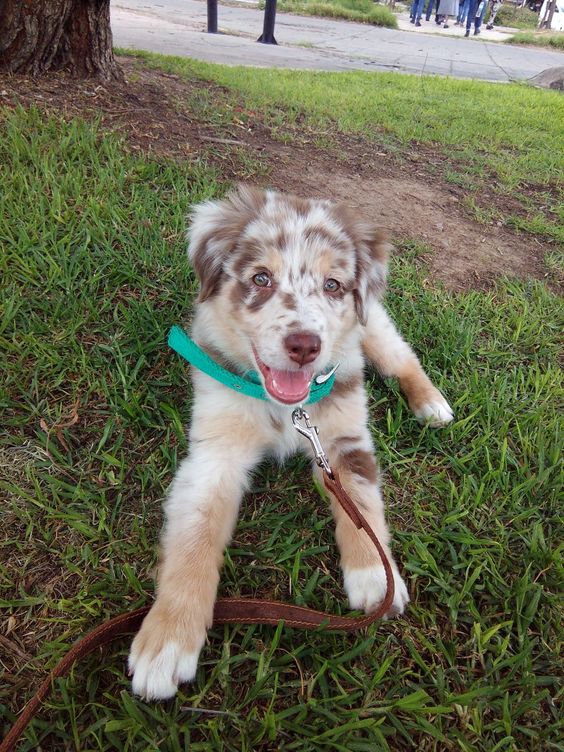 Criadero de perros Pastor Ovejero Australiano